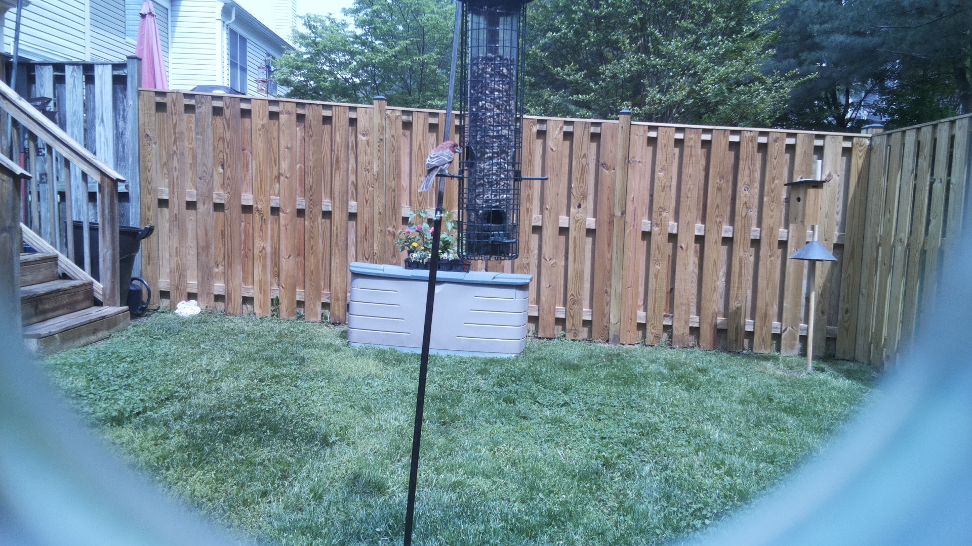 House Finch