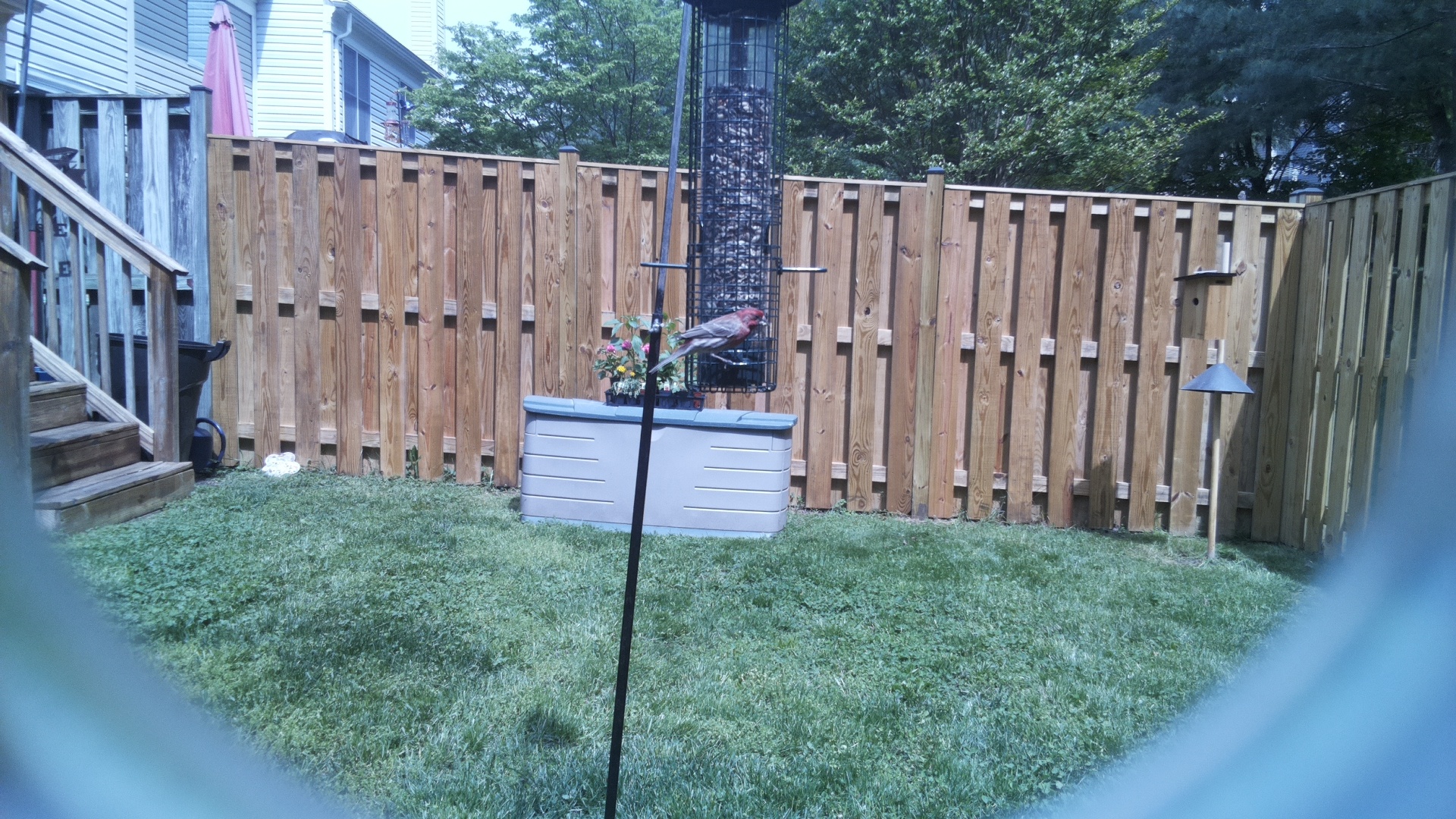House Finch