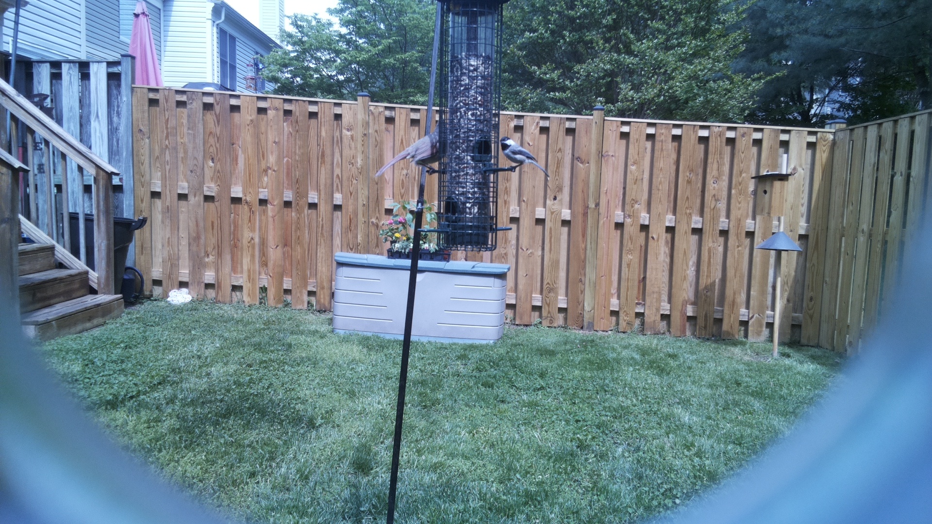 Belted Kingfisher
