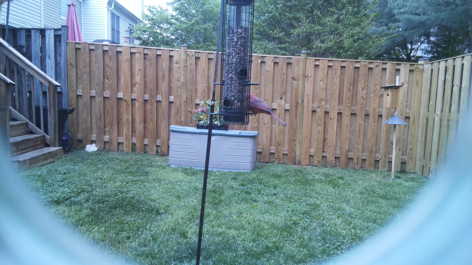 Roseate Spoonbill