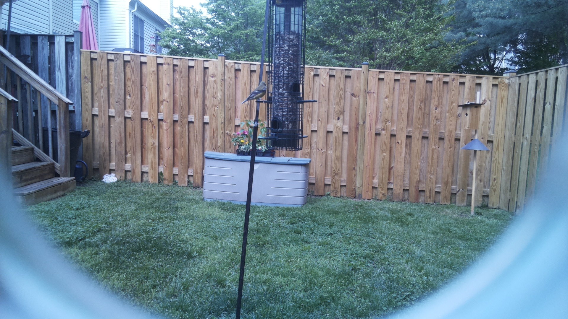 Grey Cuckooshrike