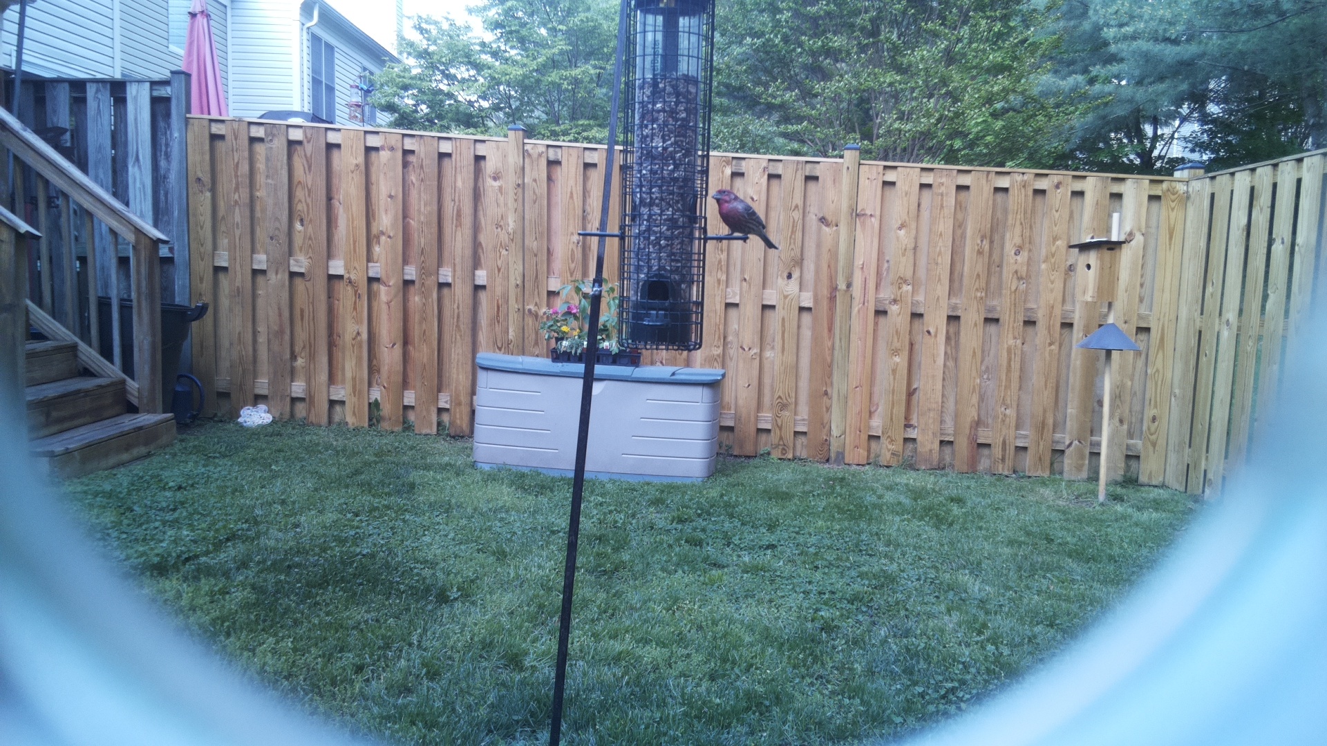 Brown Headed Cowbird