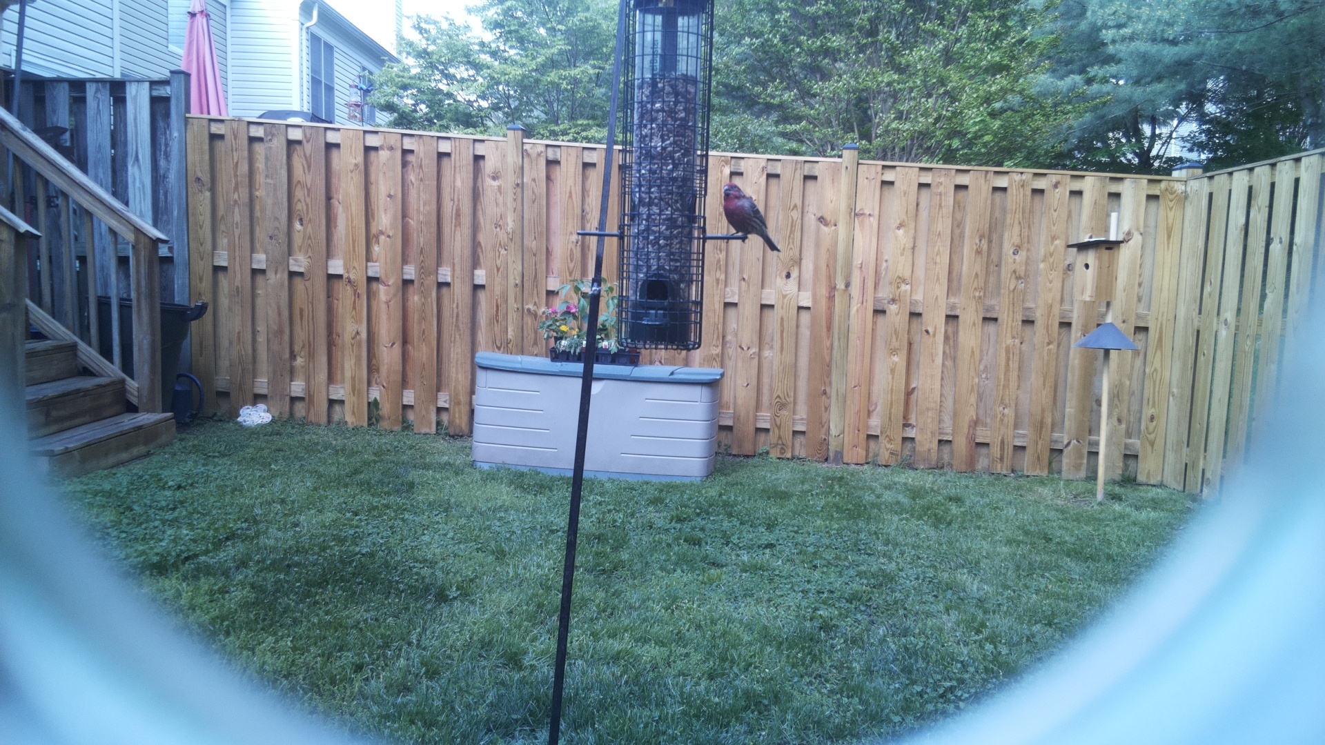 Purple Finch