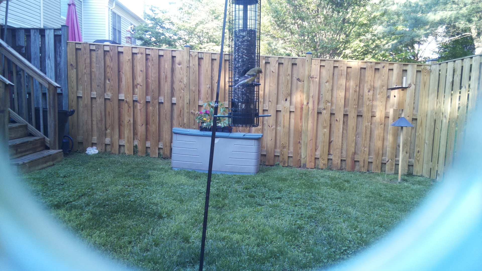 Go Away Bird