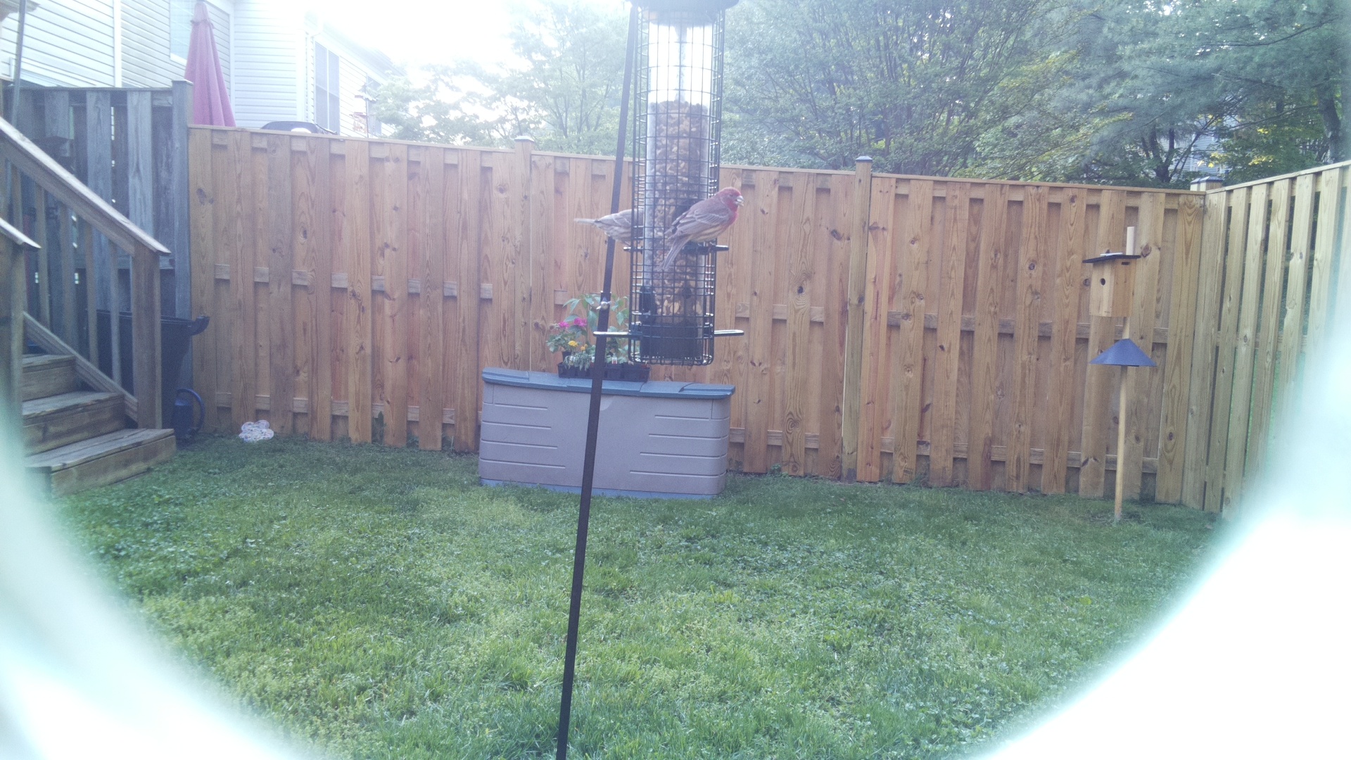 House Finch