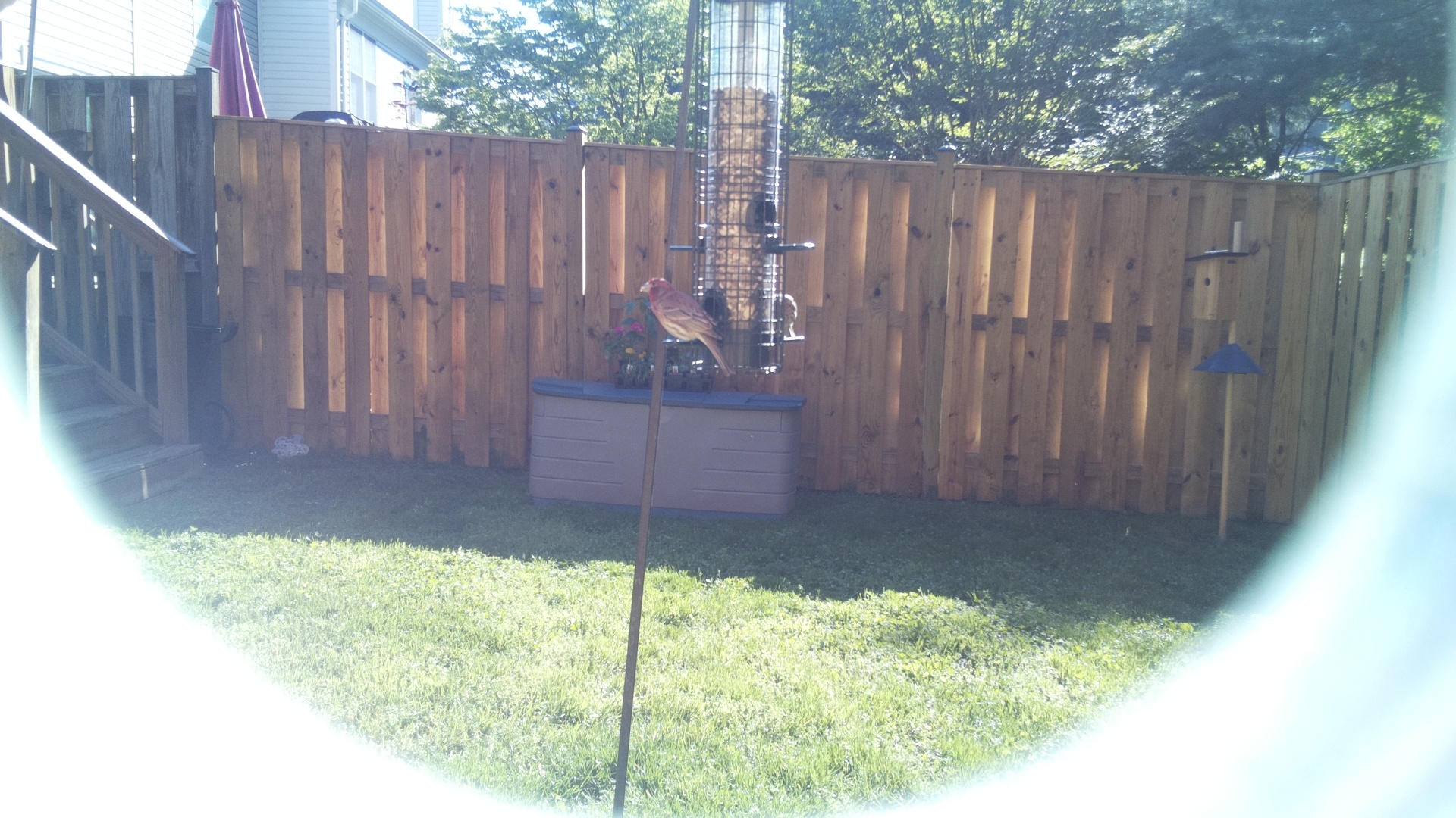 House Finch