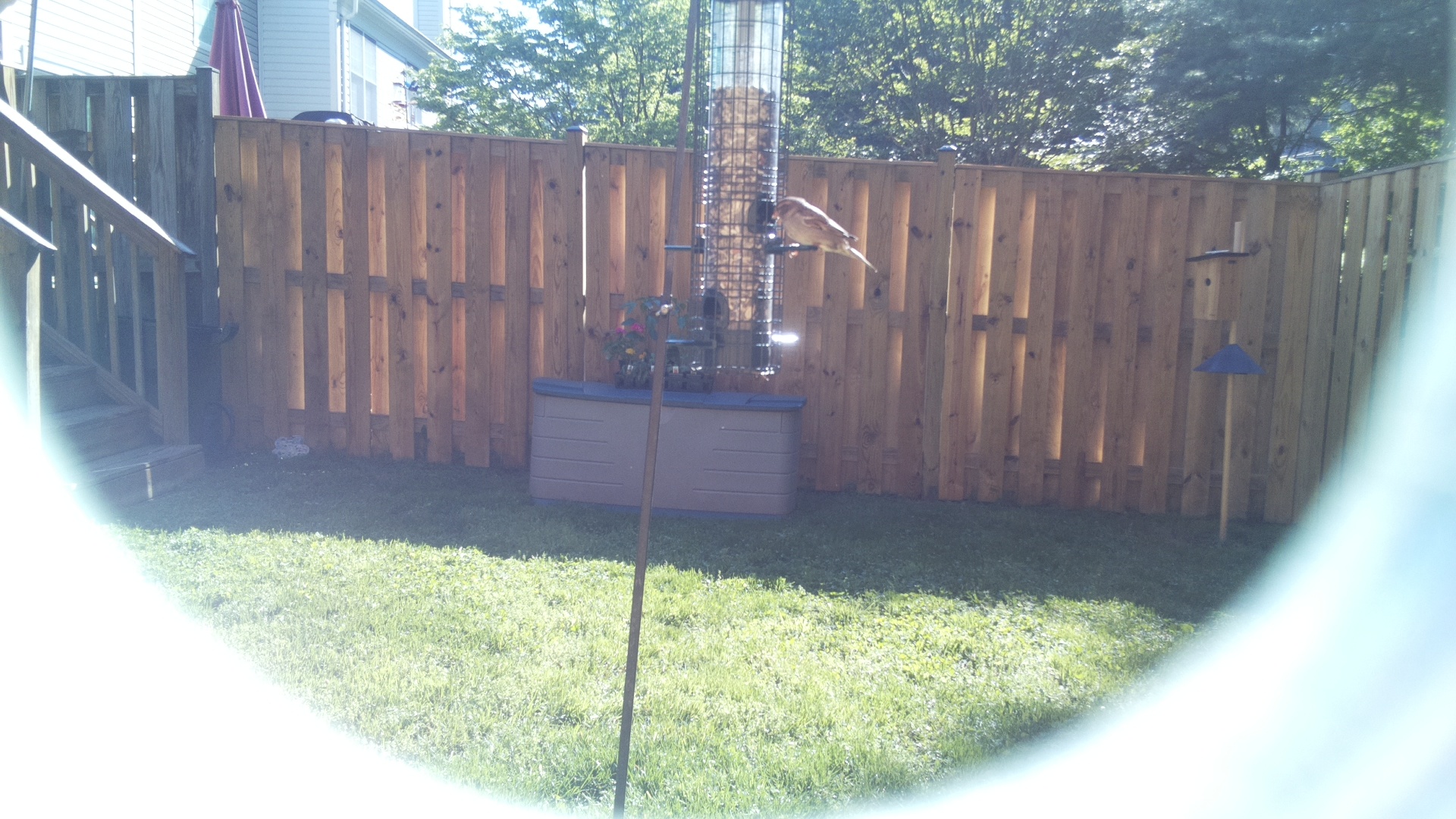 Lucifer Hummingbird