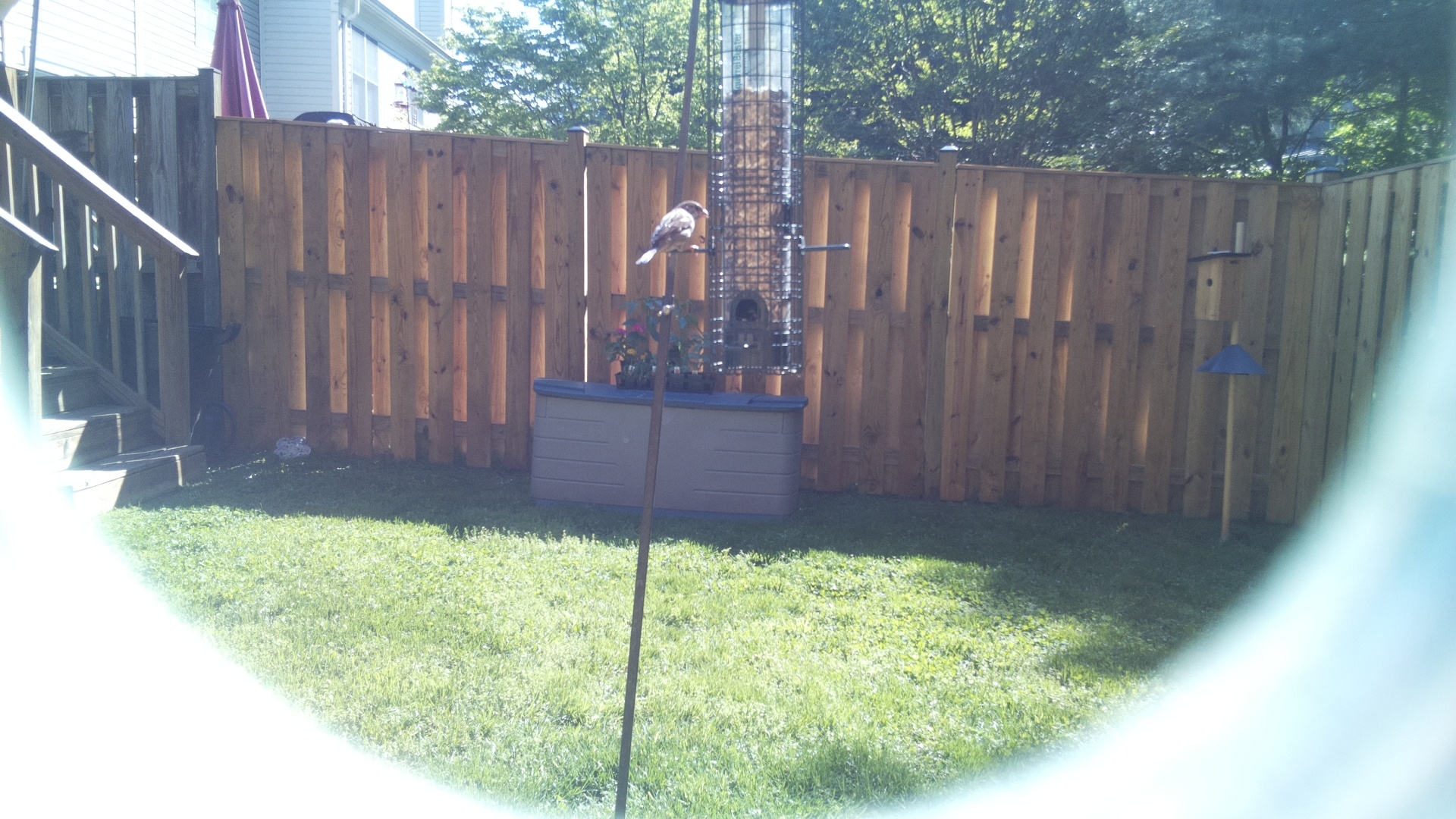 Rose Breasted Grosbeak
