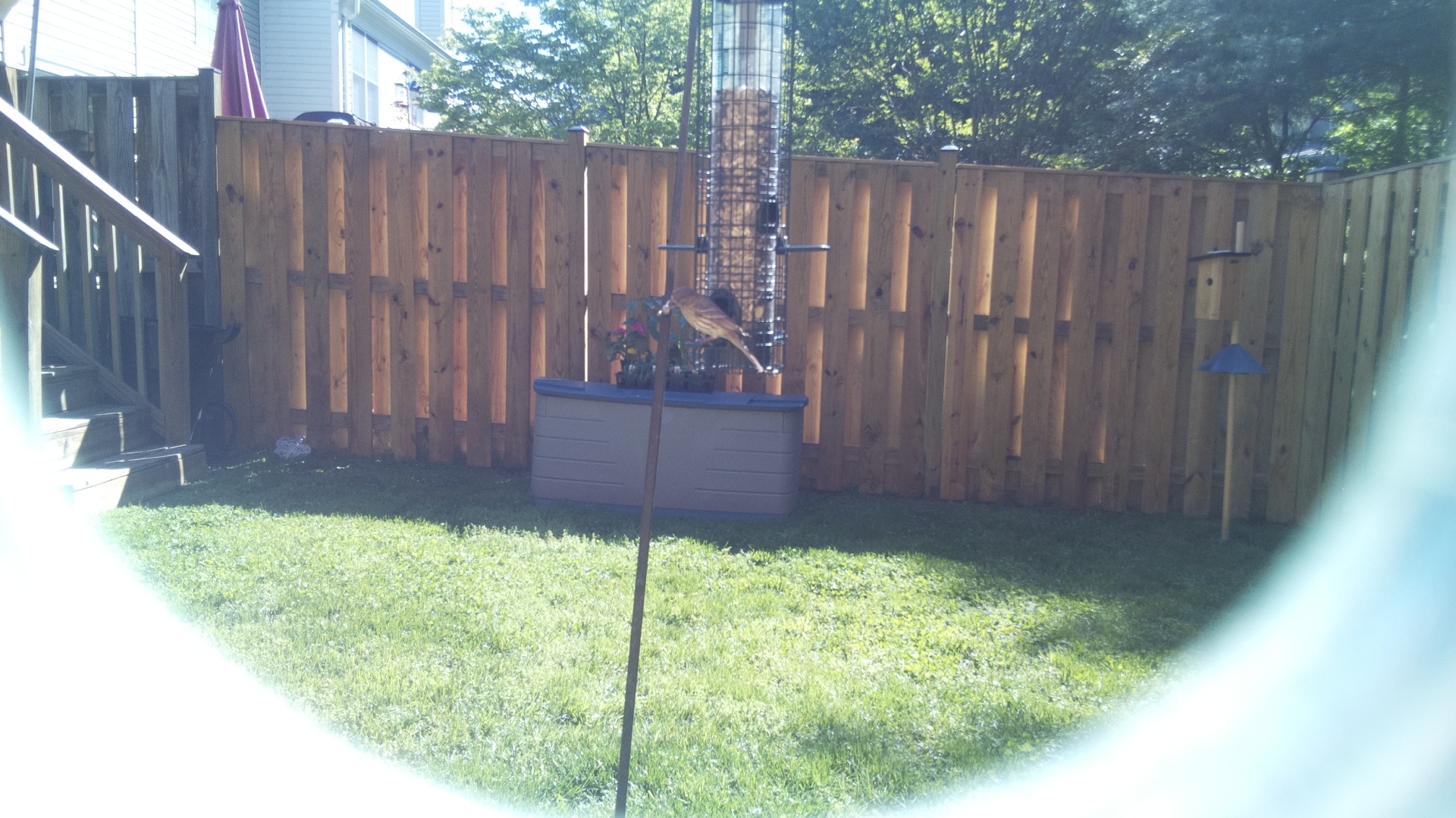 House Finch