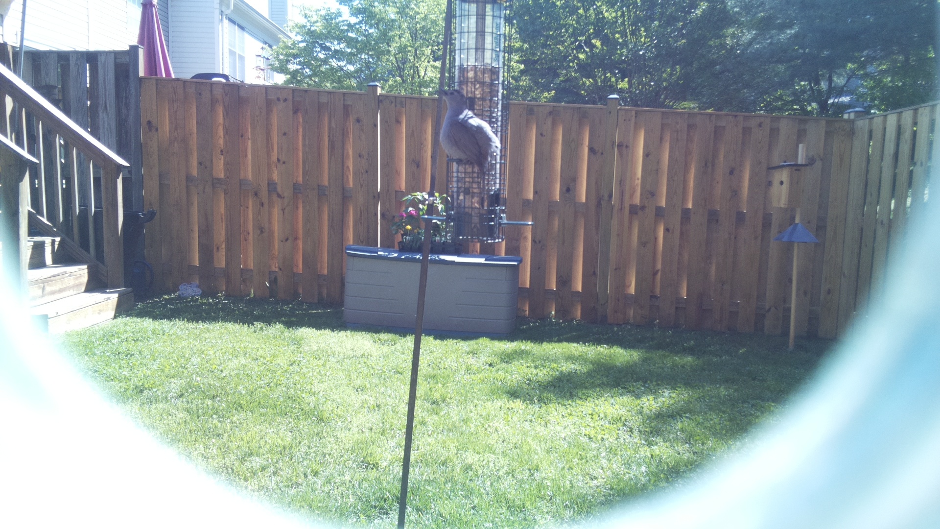 Crane Hawk