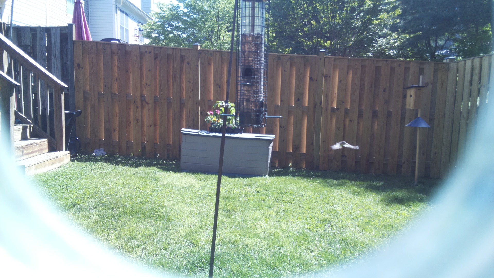Jacobin Pigeon