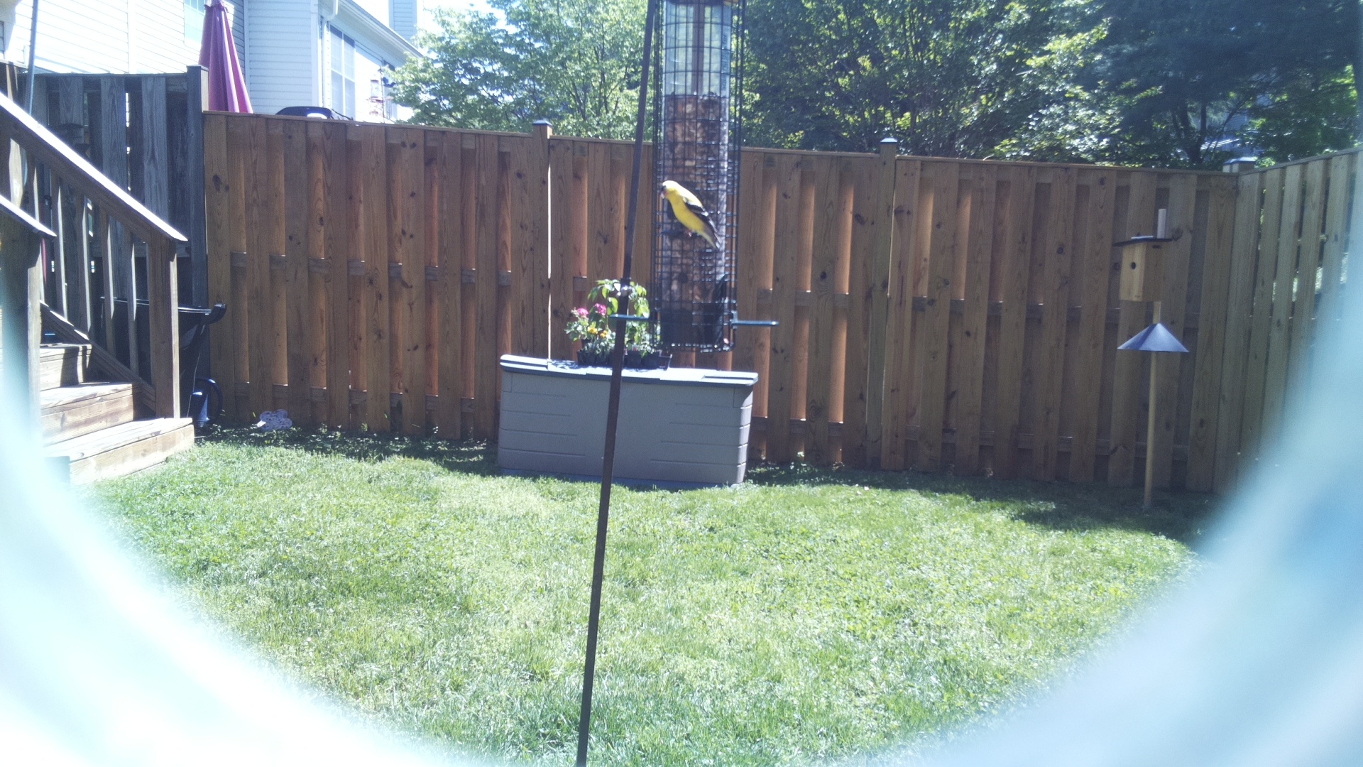 Evening Grosbeak