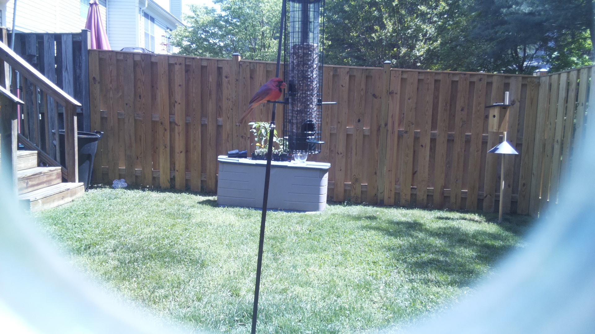 Chattering Lory