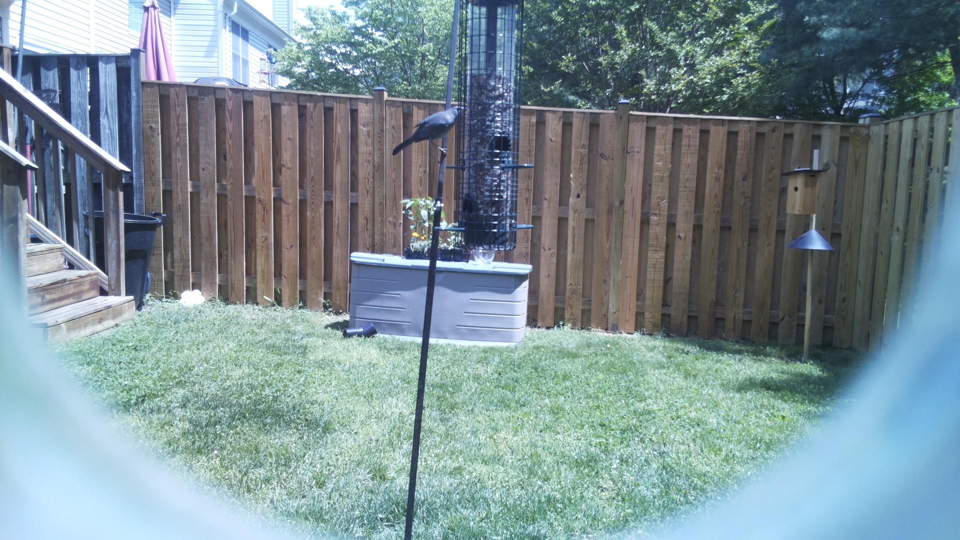 Crested Coua