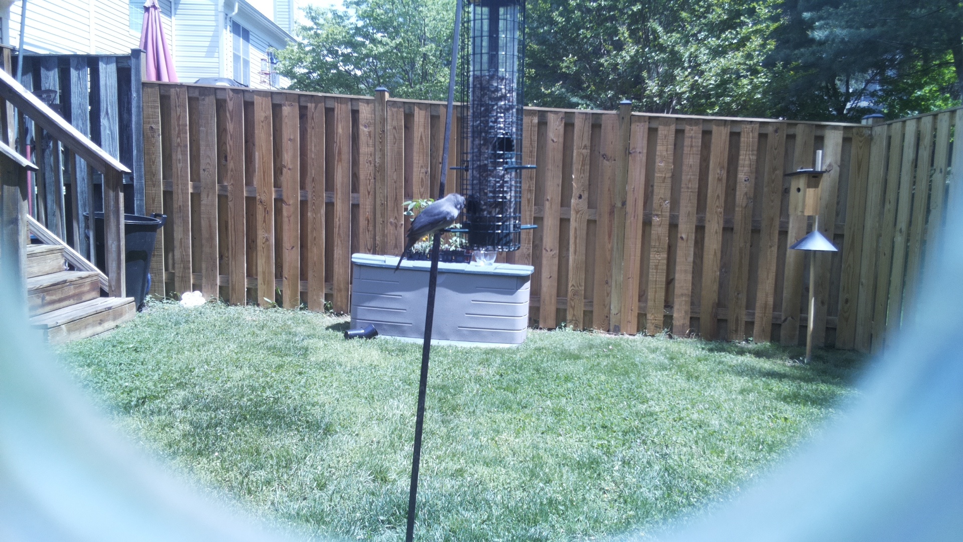 Grey Cuckooshrike