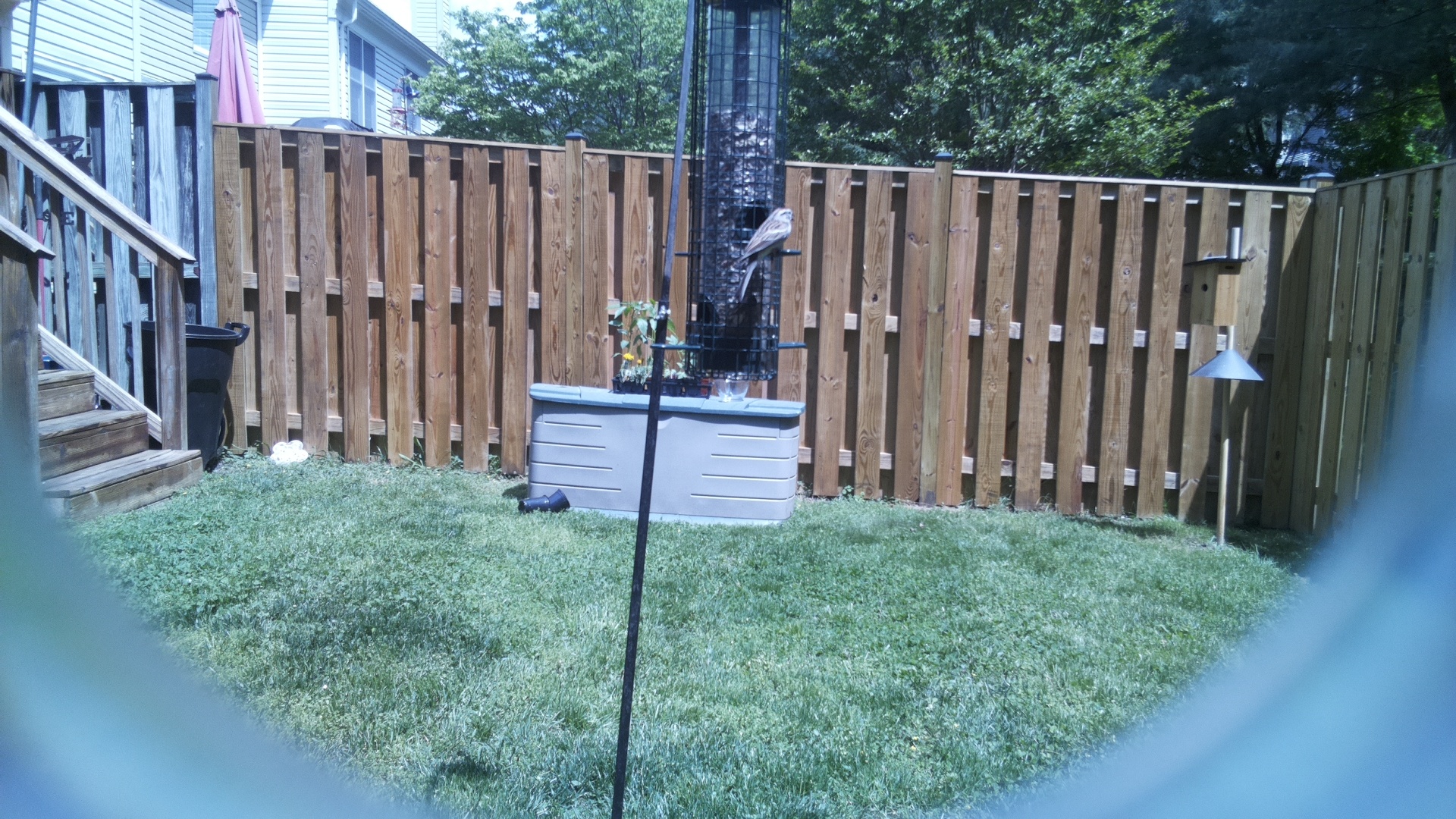 Jacobin Pigeon