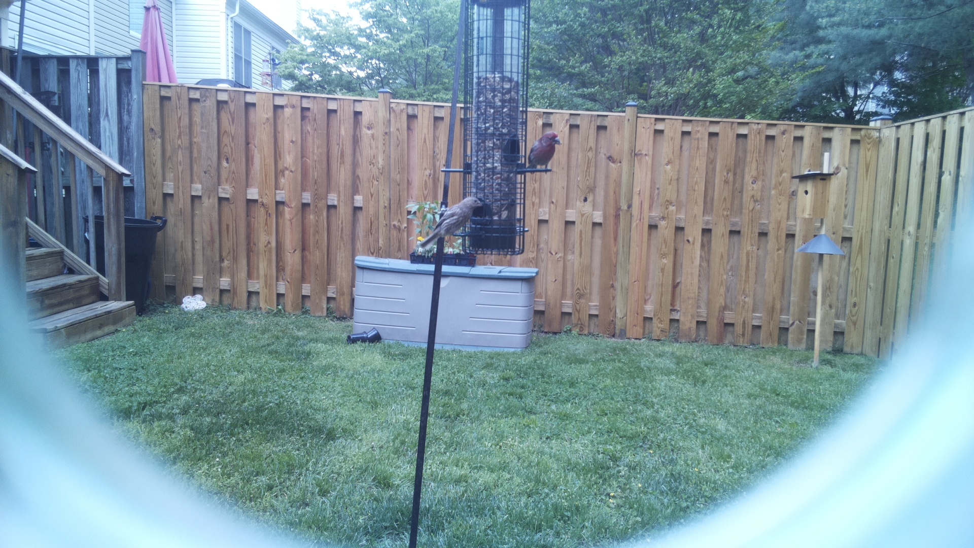 Crane Hawk
