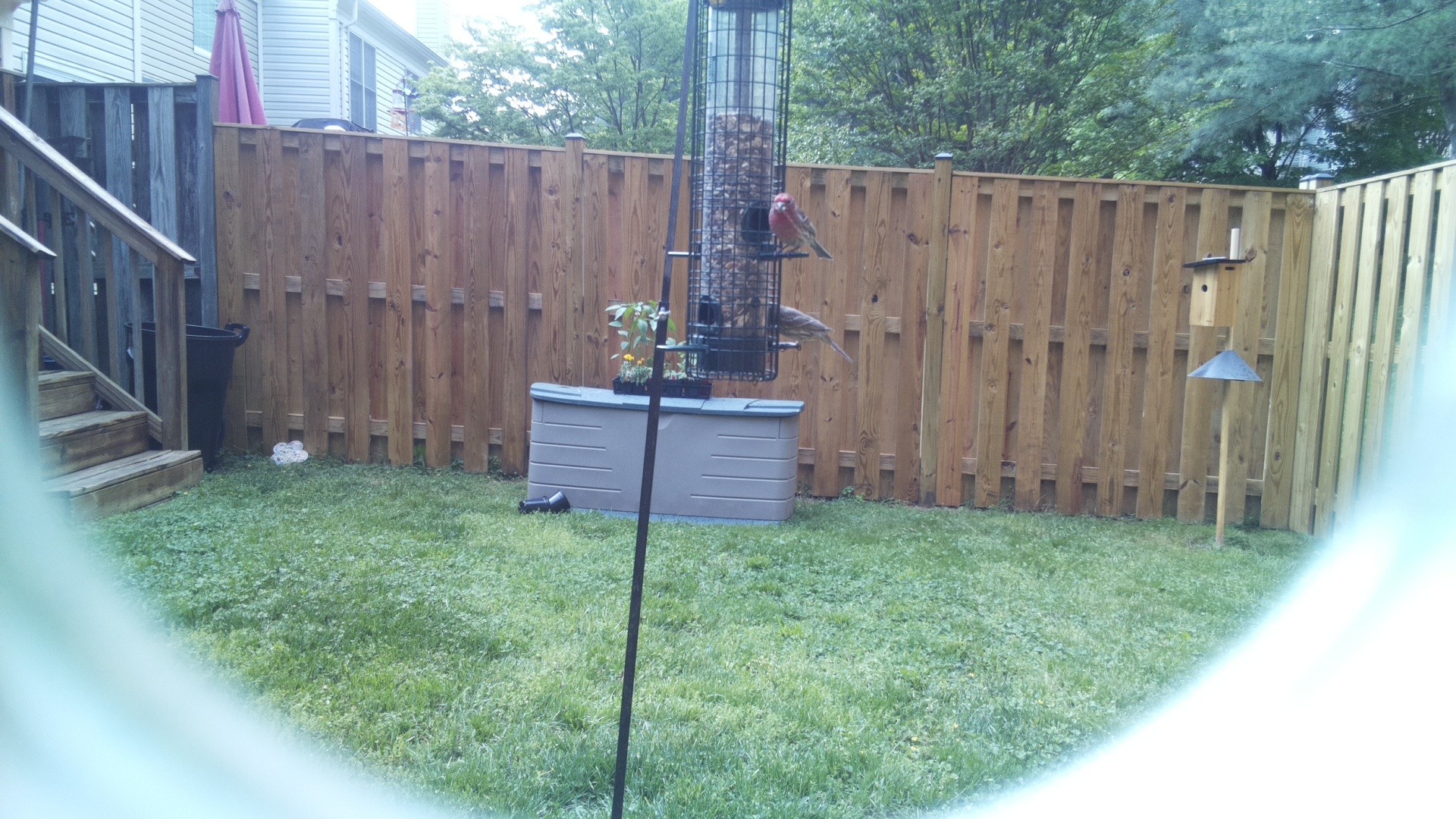 House Finch