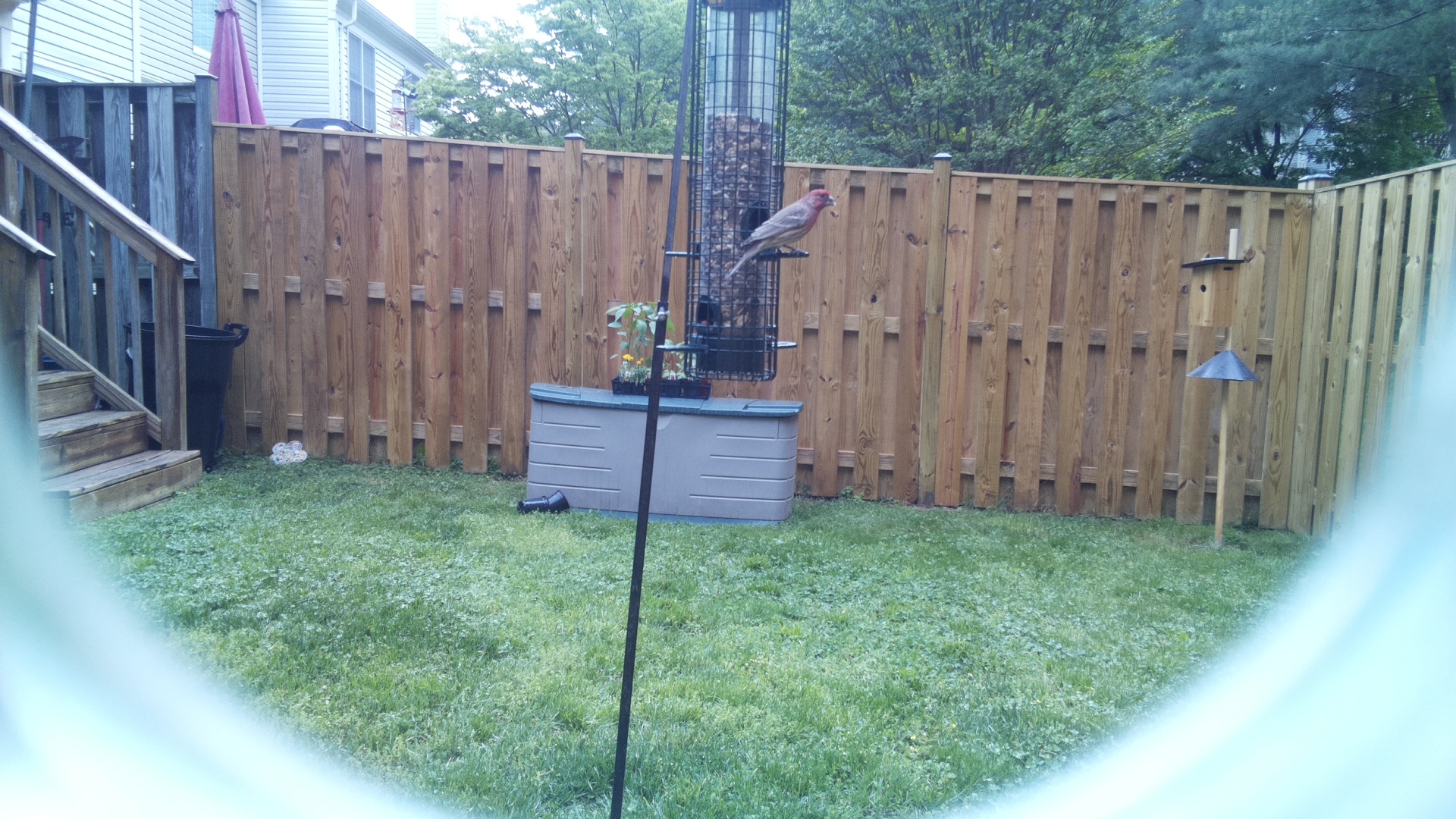 House Finch