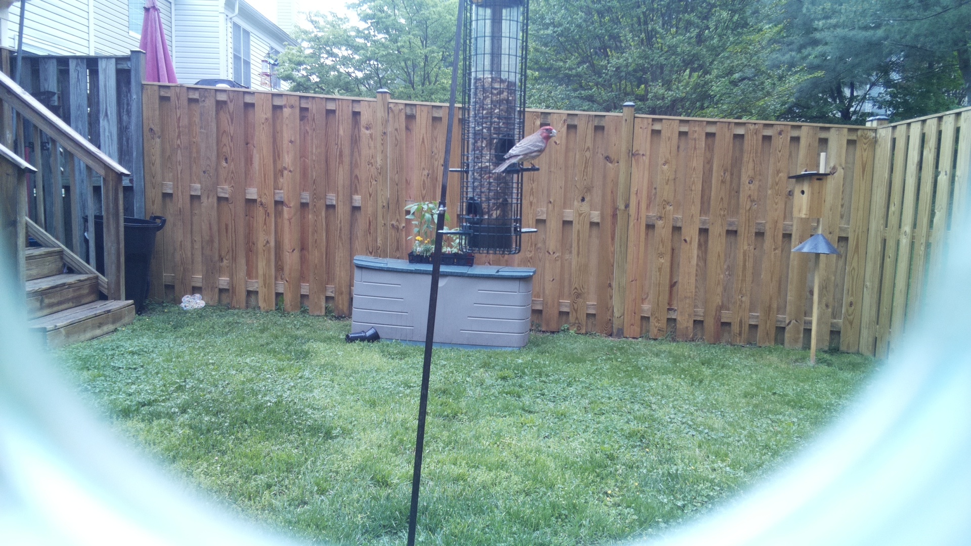 House Finch