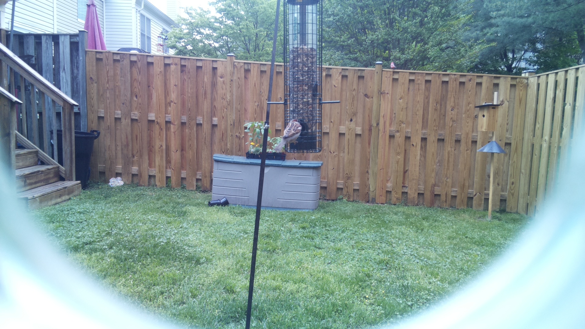 Jacobin Pigeon