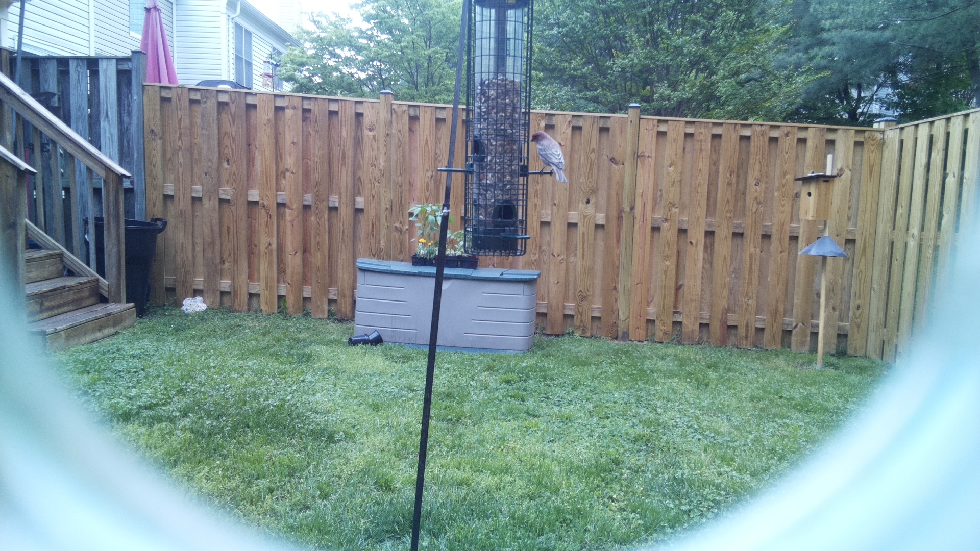 Grey Cuckooshrike