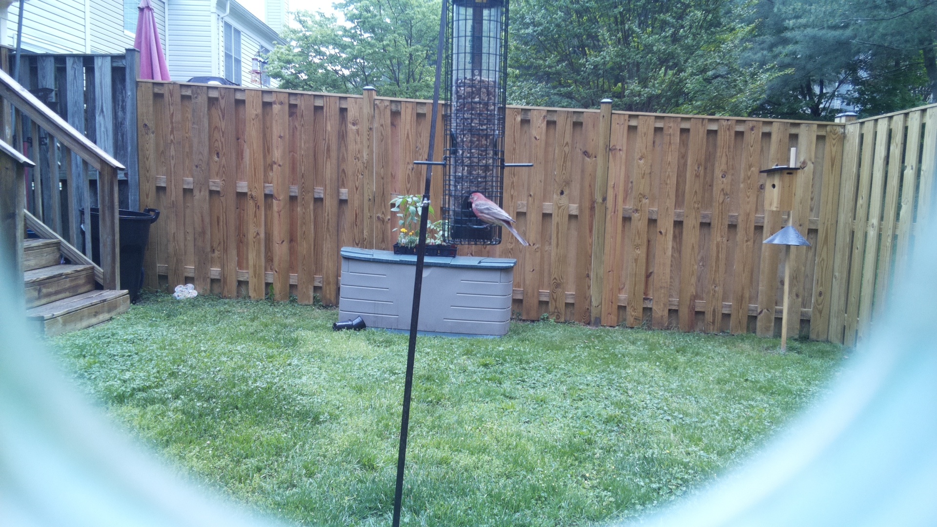 Rose Breasted Cockatoo