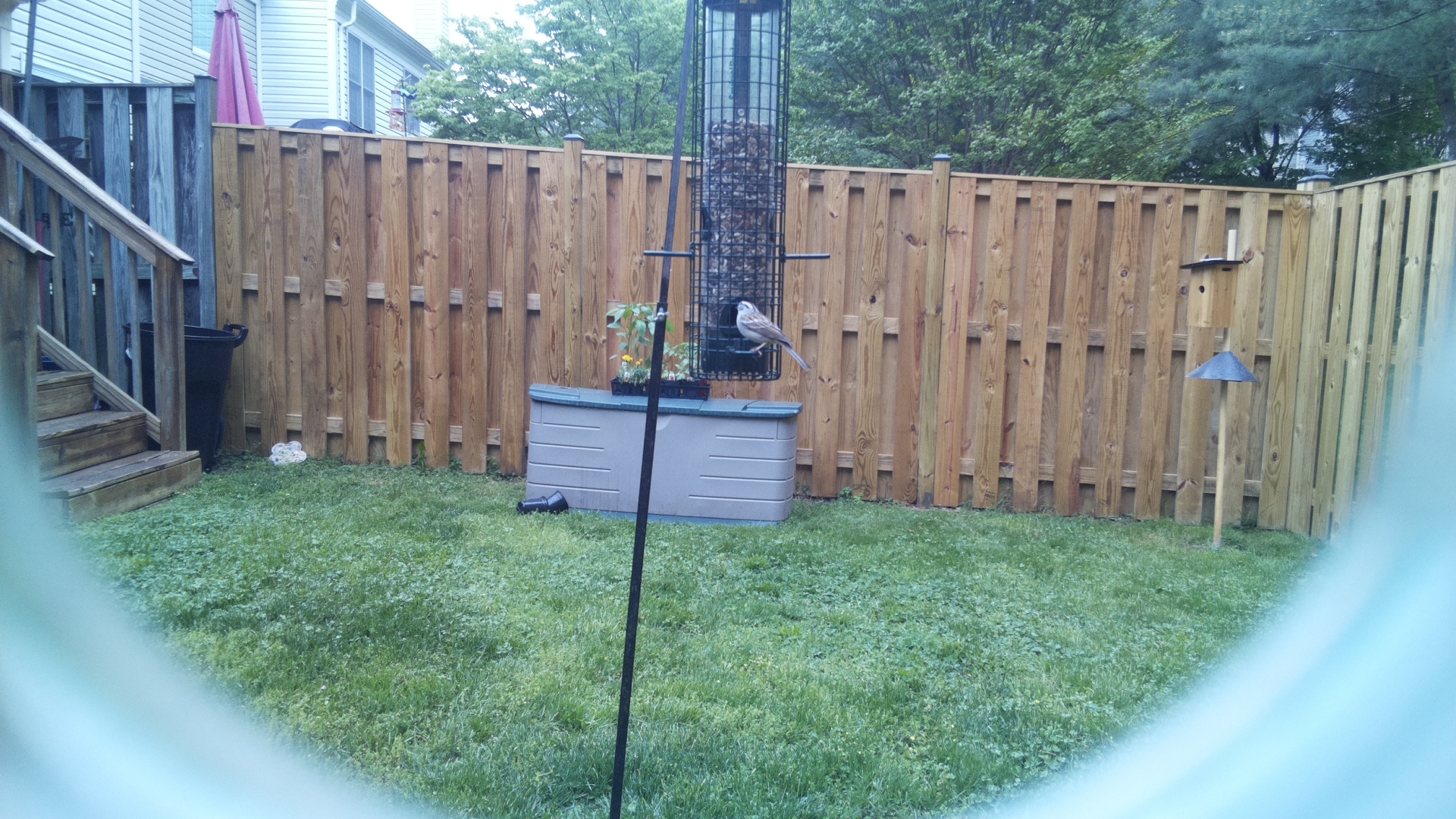 Jacobin Pigeon