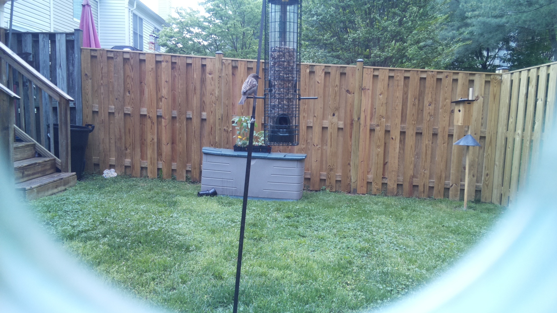 Grey Cuckooshrike