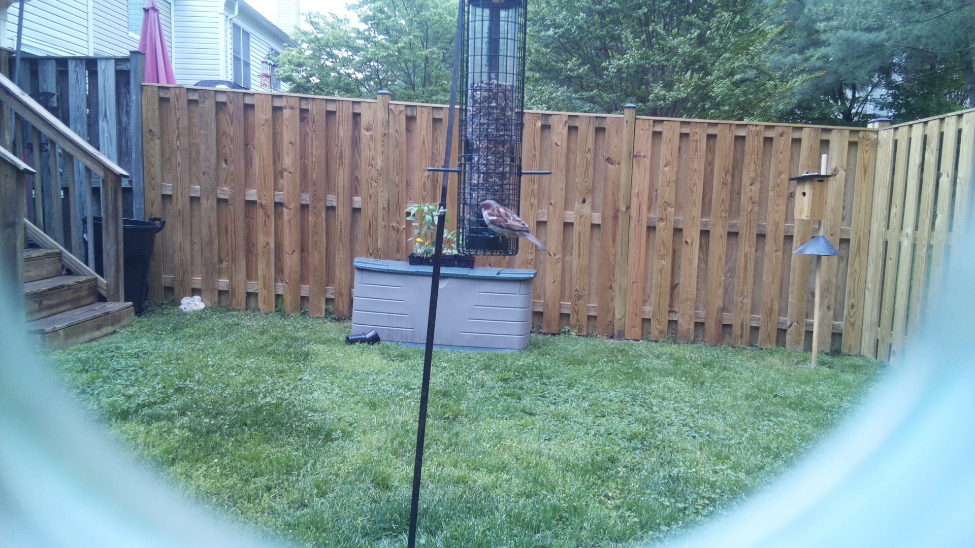 Jacobin Pigeon
