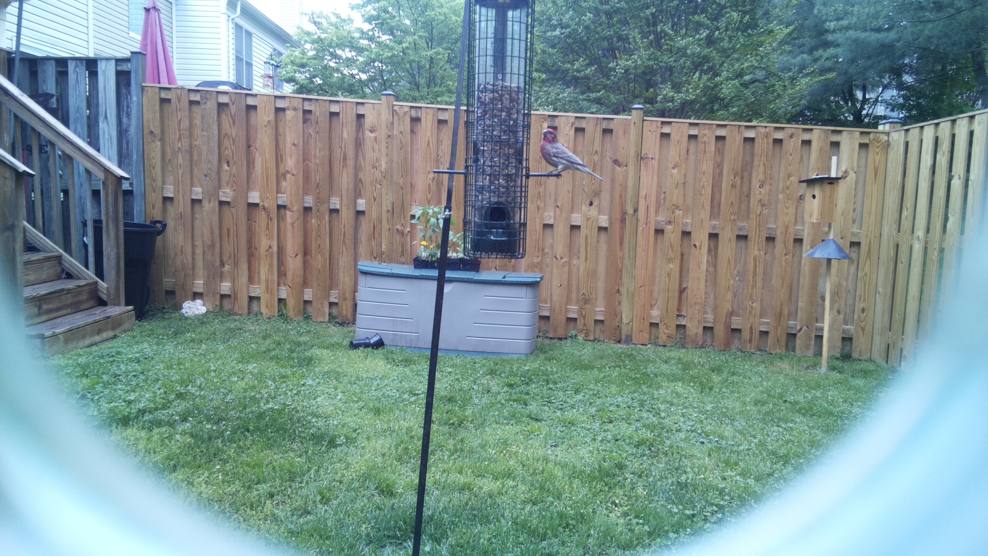 House Finch