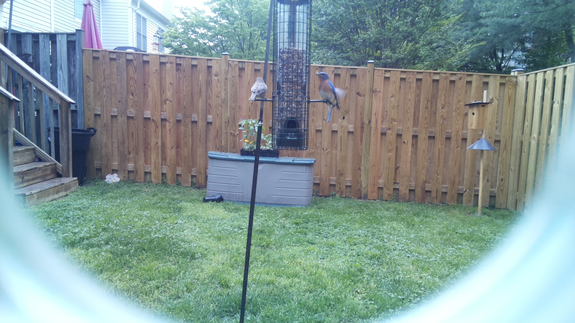 Jacobin Pigeon