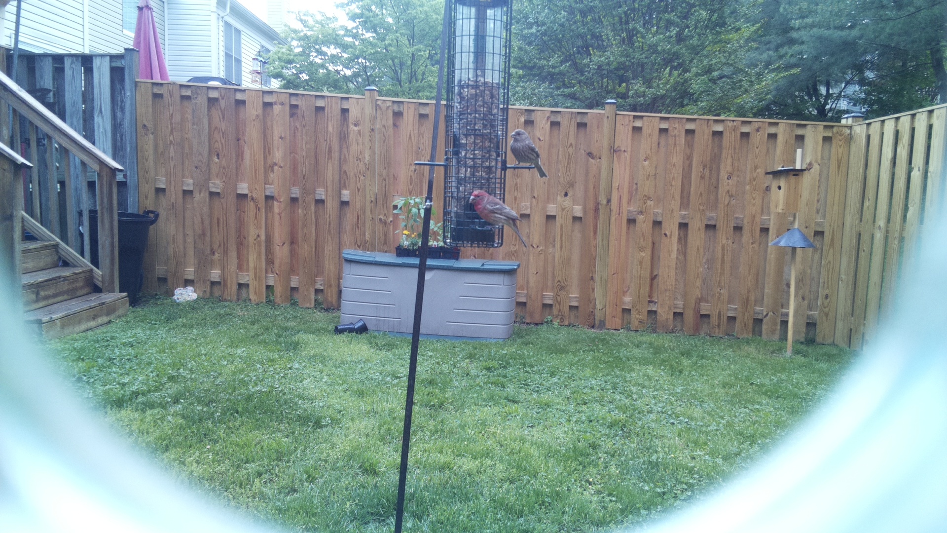 Rose Breasted Cockatoo