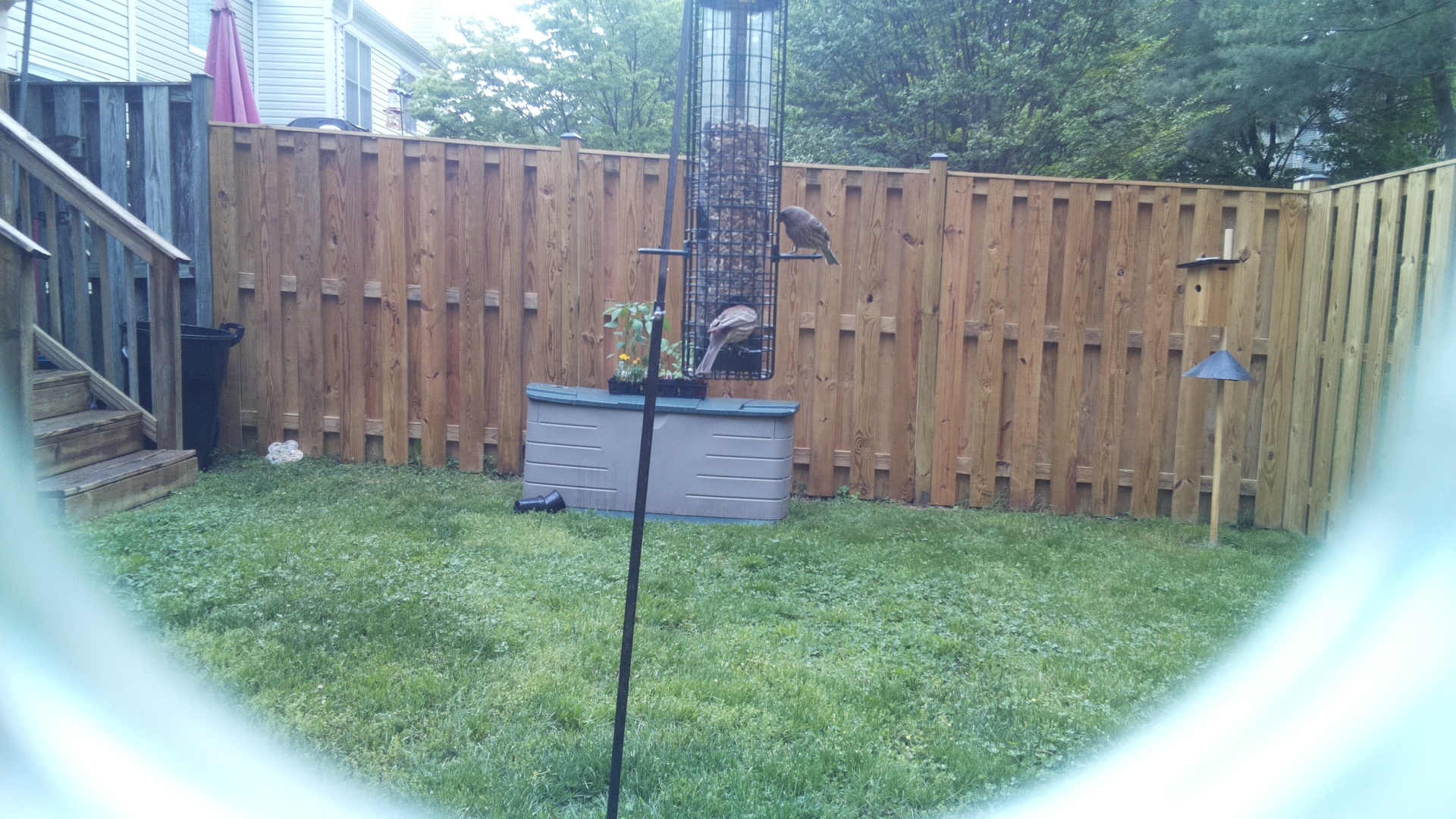 Crane Hawk