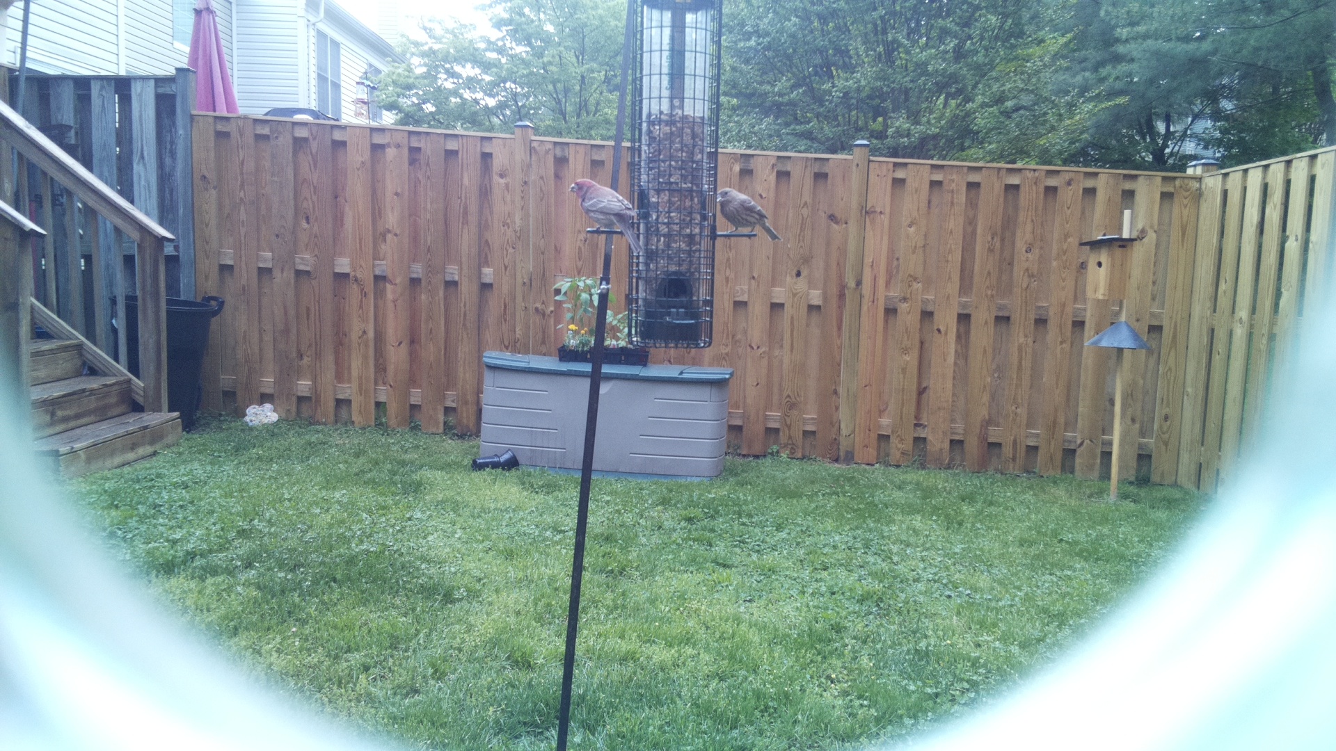 House Finch
