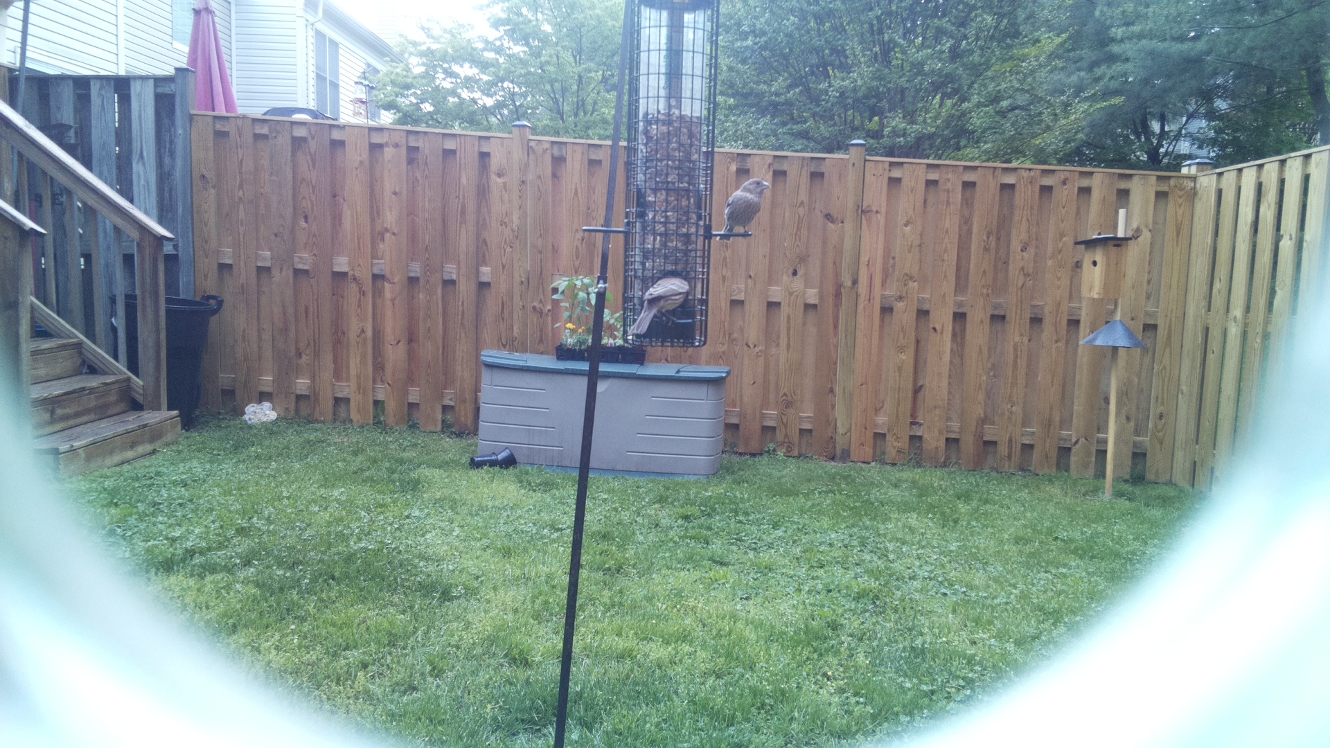 Red Crossbill