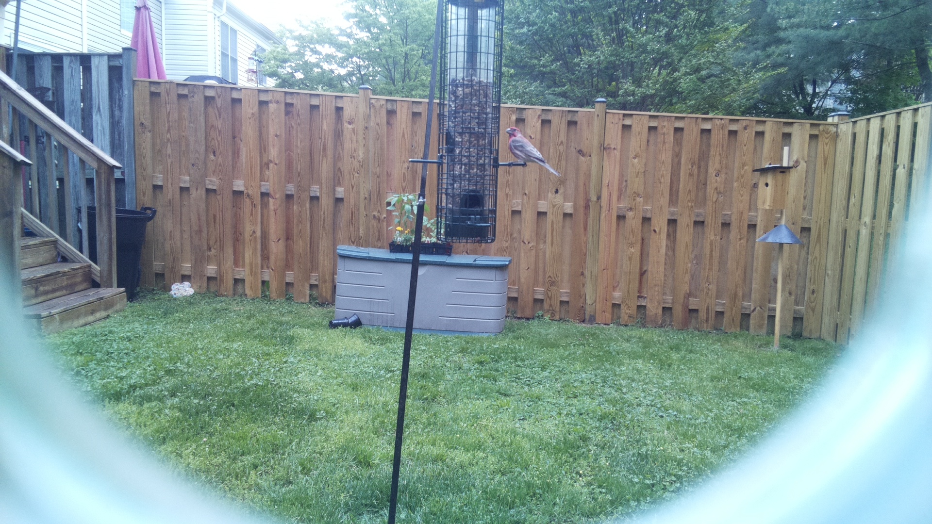 House Finch