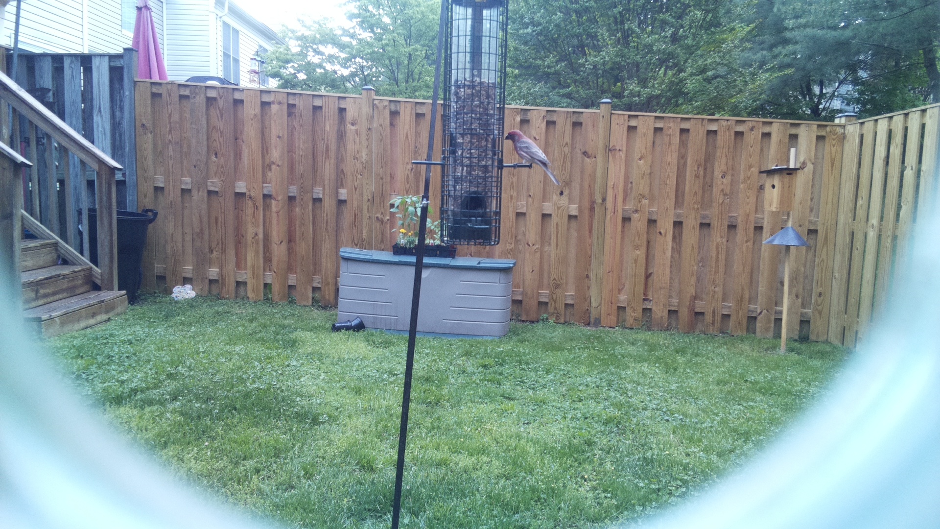 House Finch