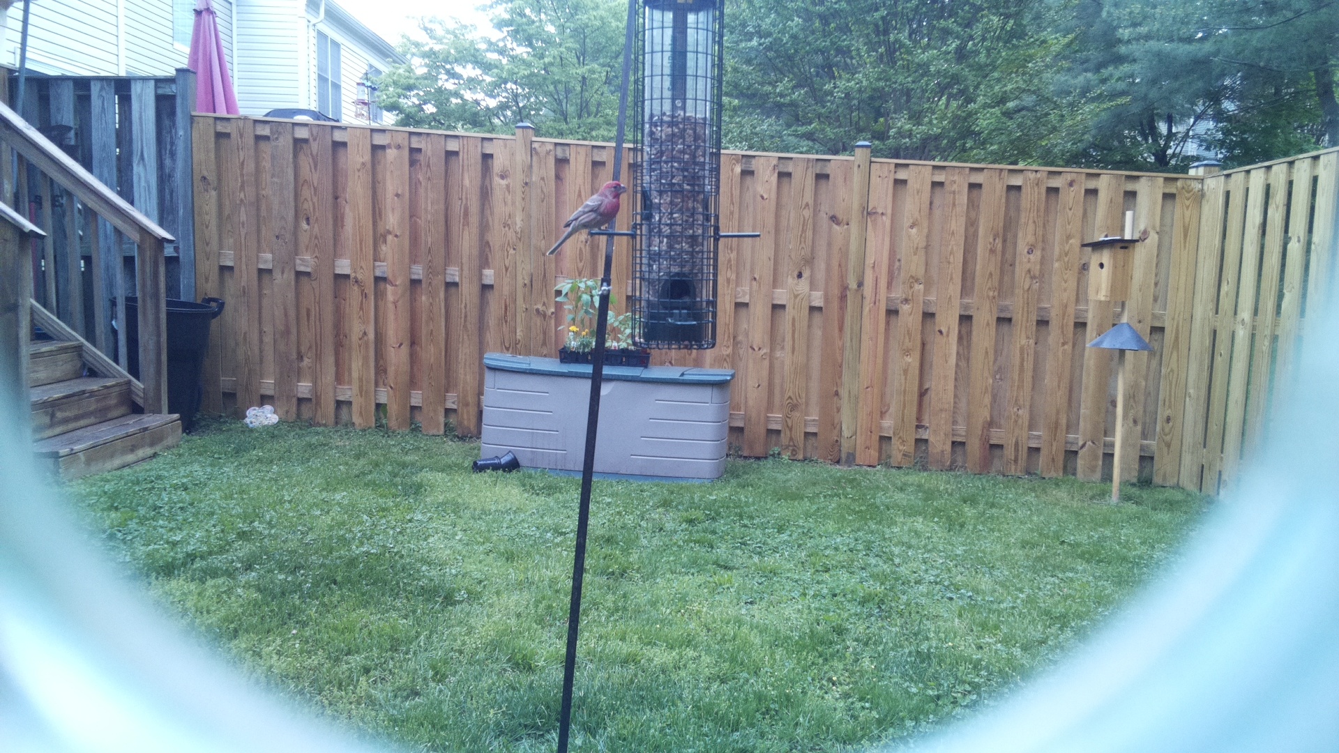 House Finch
