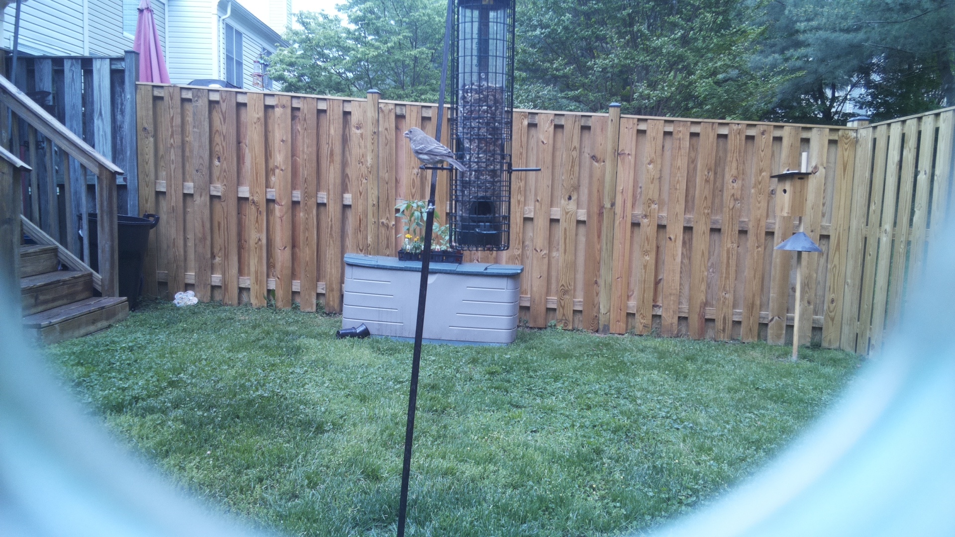 Grey Cuckooshrike
