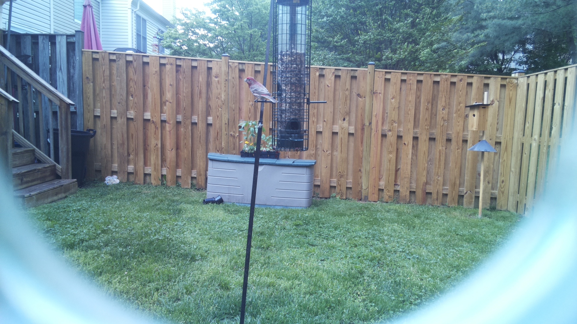House Finch