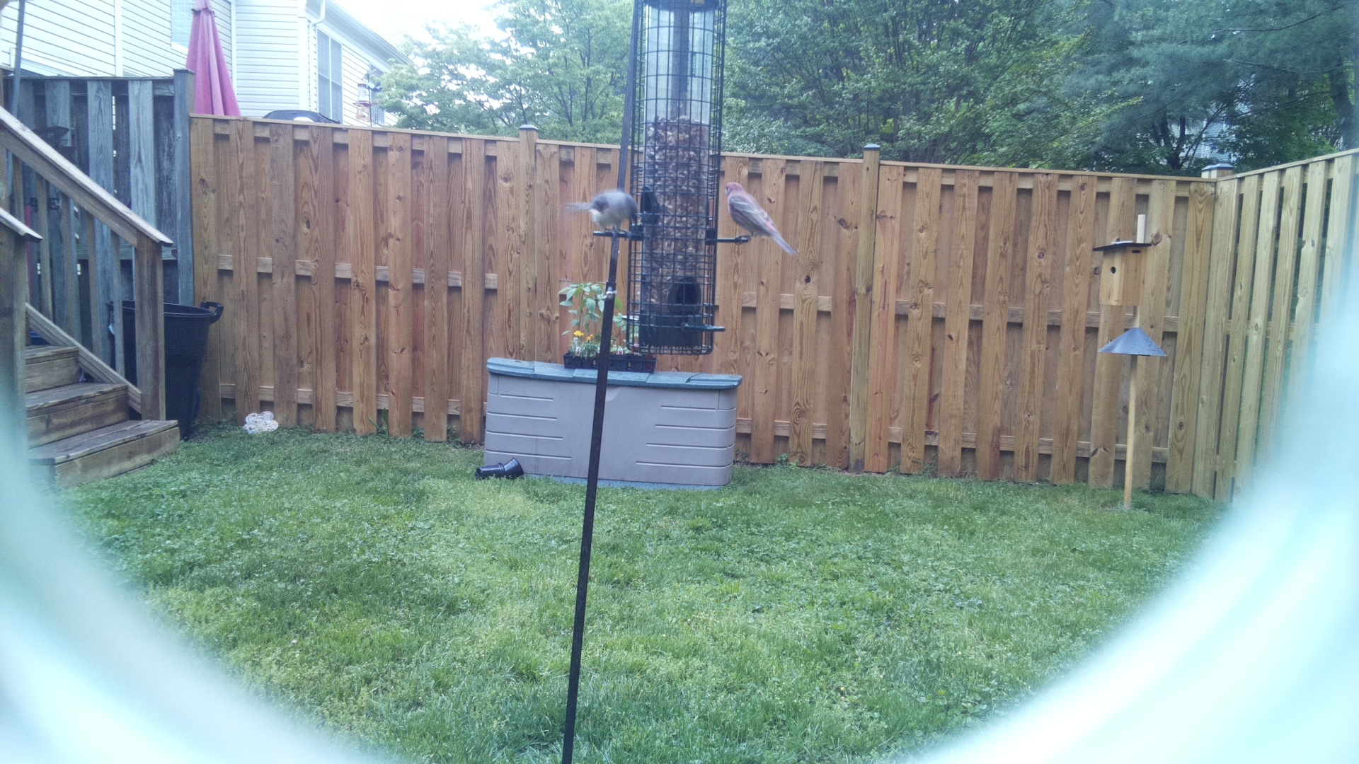 Crested Coua