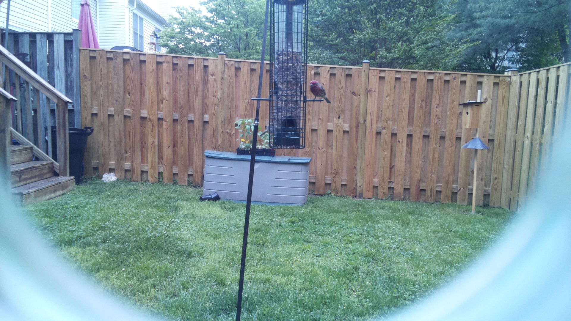House Finch