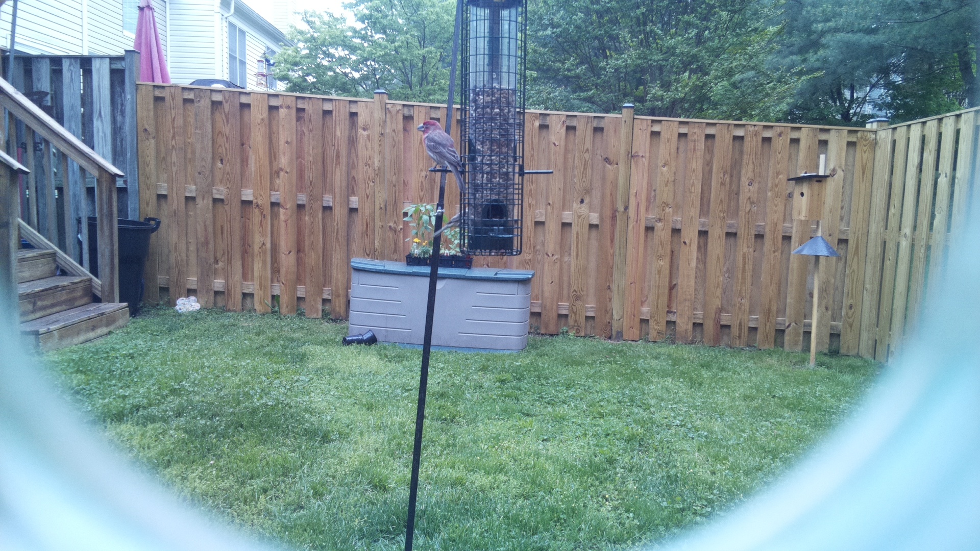 House Finch