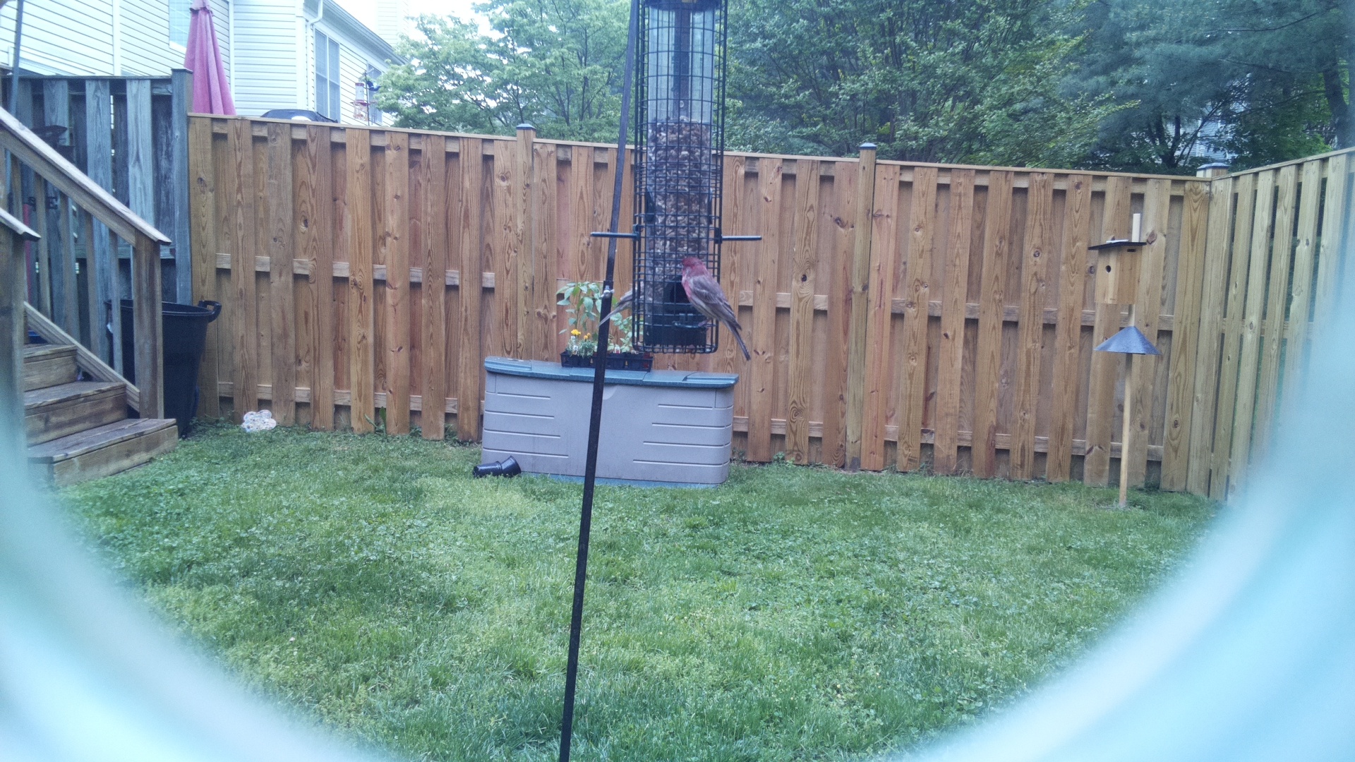 House Finch