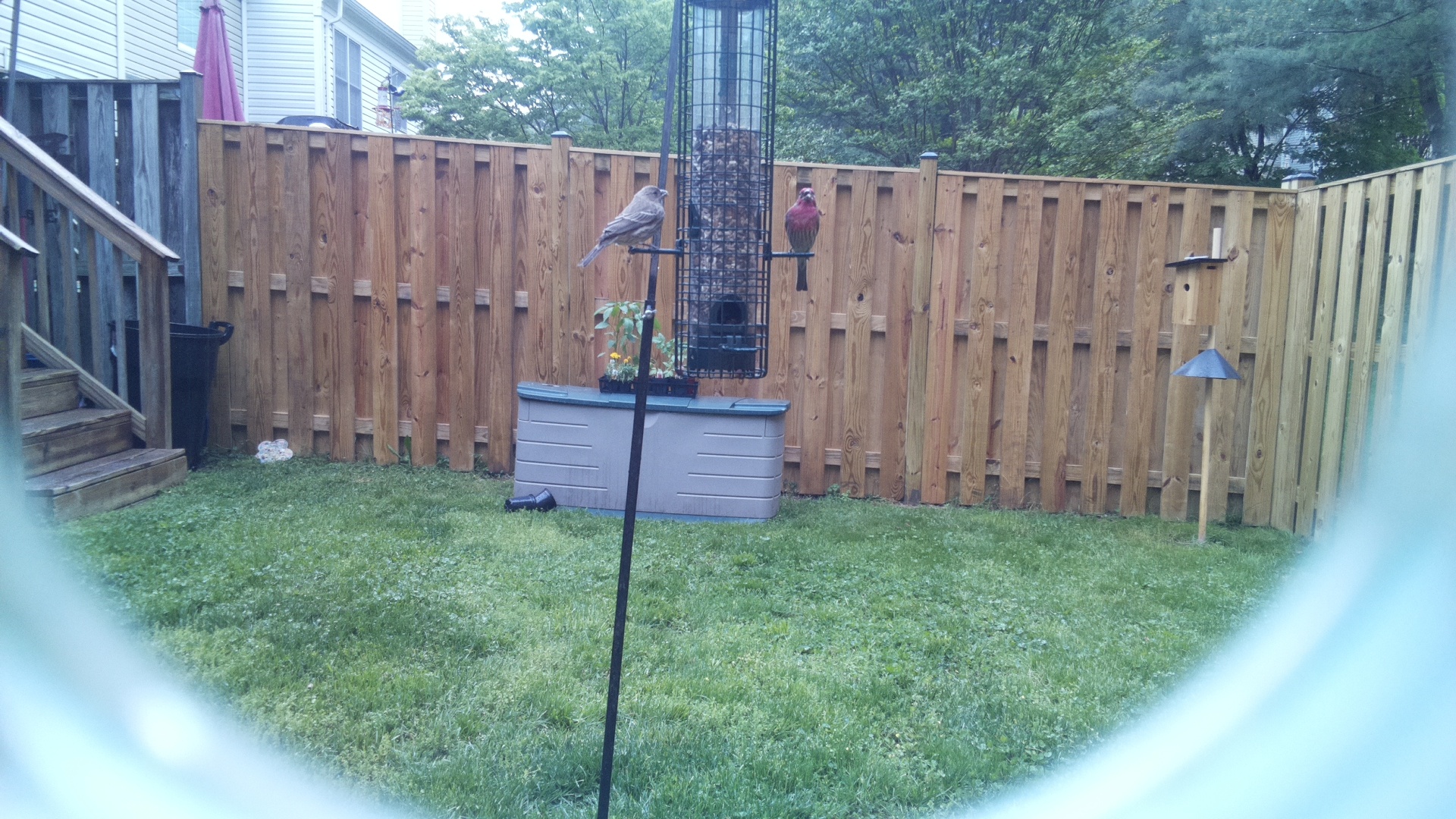 Grey Cuckooshrike