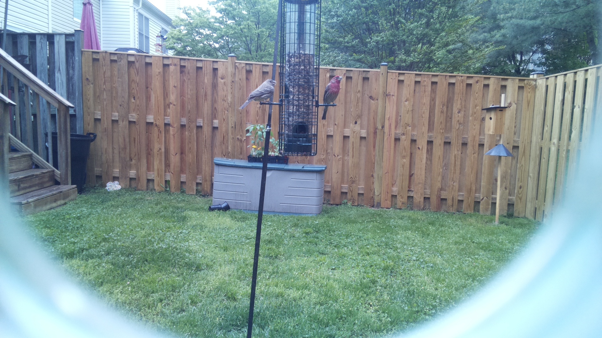 Purple Finch