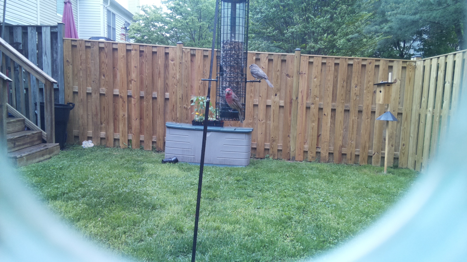 House Finch