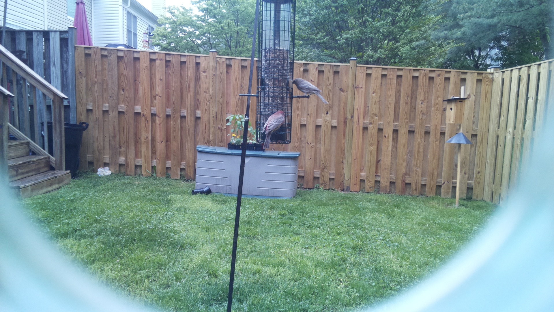 Grey Cuckooshrike