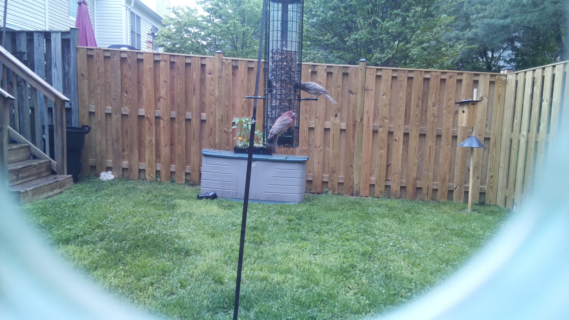House Finch